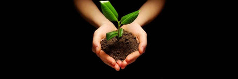 fertilizzante per il tè