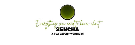 Tutto quello che devi sapere su Sencha