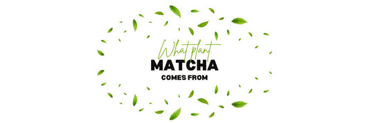 Da quale pianta proviene il matcha?