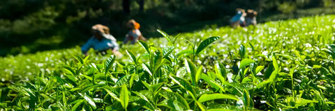 Gyokuro Plant