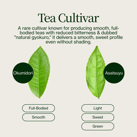 Tè verde Matcha premium Chiran di alta qualità