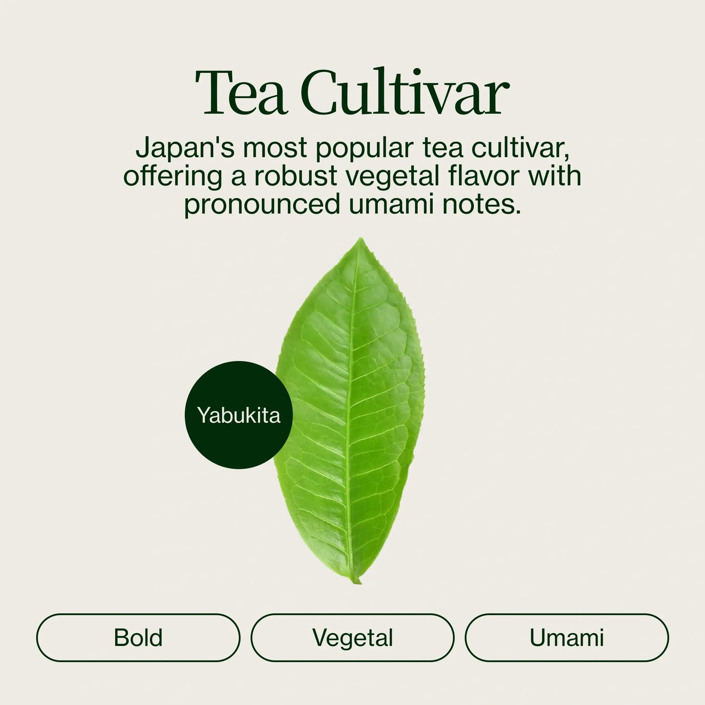 Matcha Latte Premium
