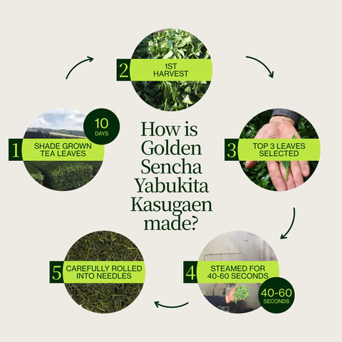 Sencha dorato Yabukita Kasugaen
