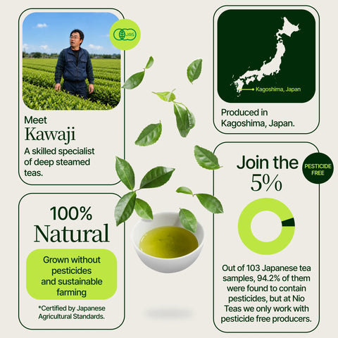 Sencha dorato Yabukita Kasugaen