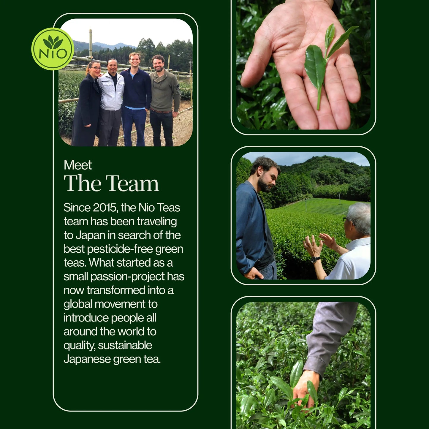 Matcha Cerimoniale Washimine