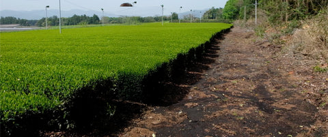 A wide non organic tea field or hedge running diagonally across the frame beside a dirt path, with trees and distant hills in the background.