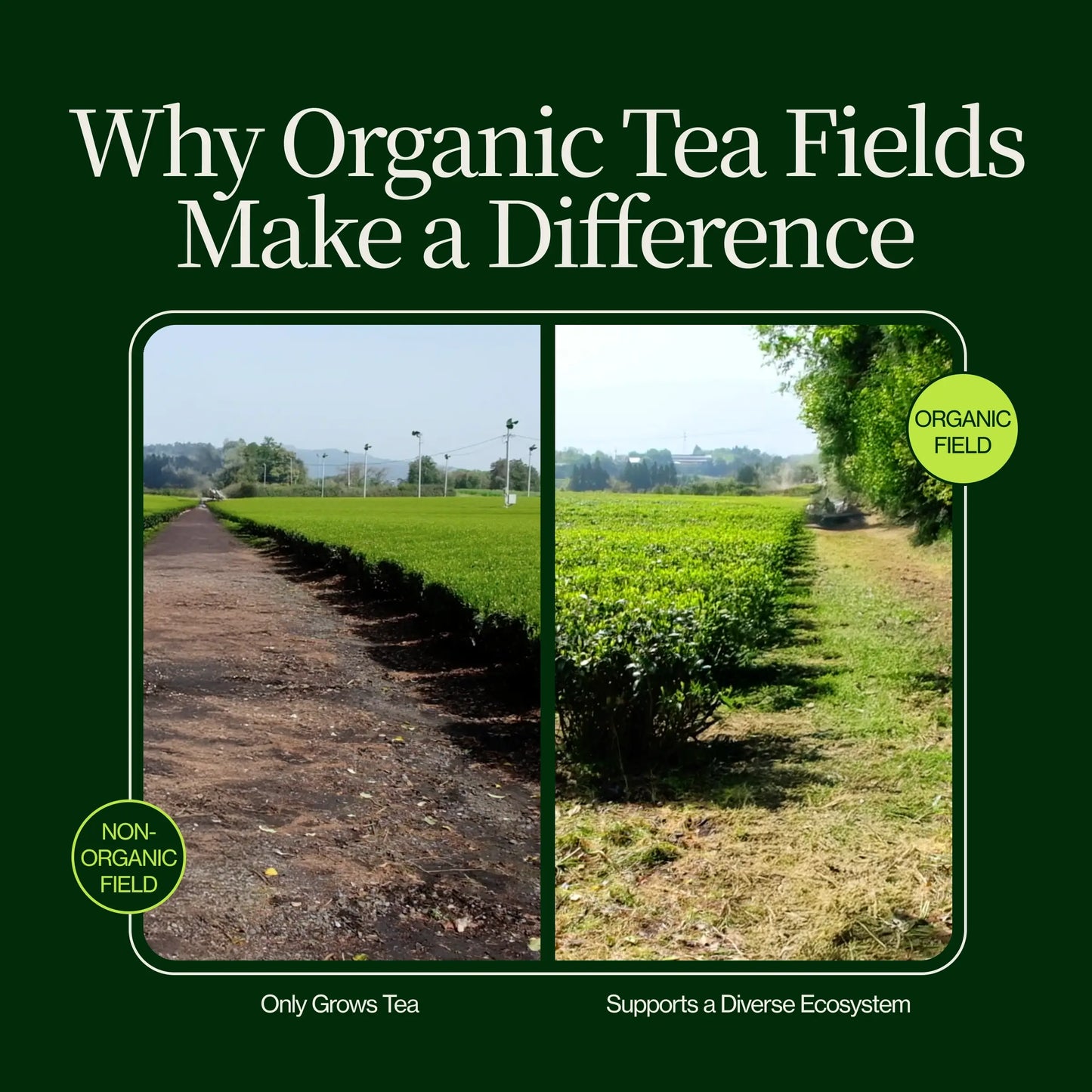 Matcha Cerimoniale Washimine