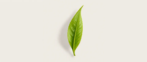 A single fresh green tea leaf centered on a light beige background with a soft drop shadow.