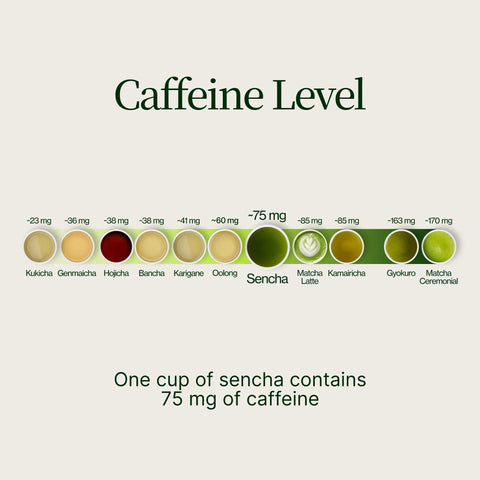 Sencha dorato Yabukita Kasugaen