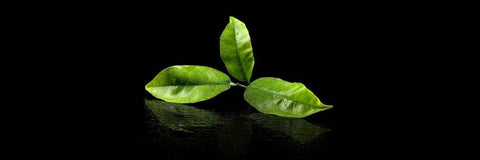 Cosa rende un tè verde un tè verde