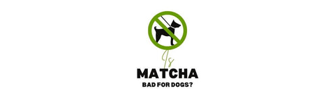 il matcha fa male ai cani?
