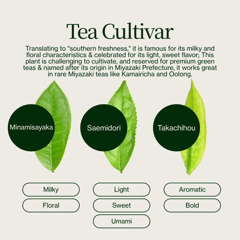 Tè Oolong di alta montagna Miyazaki