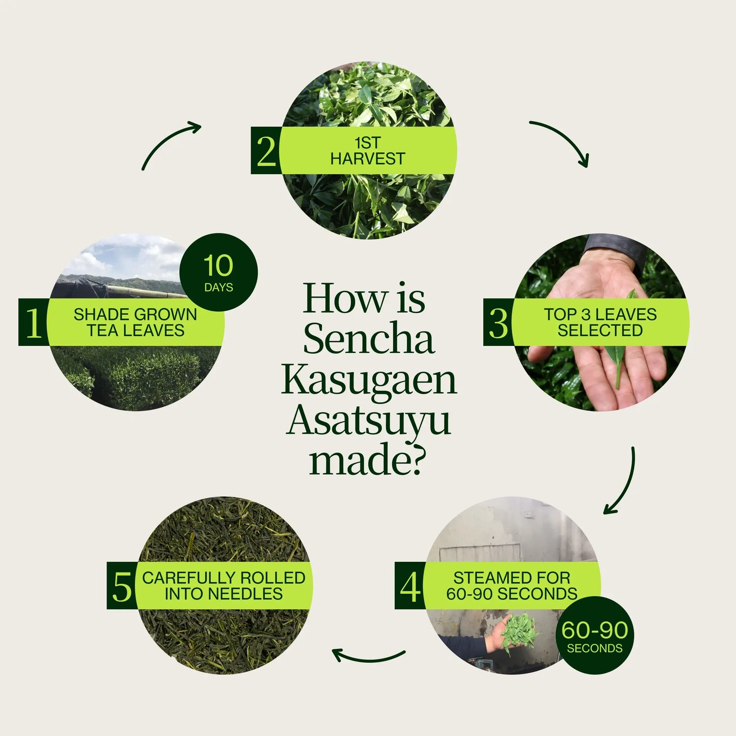 Sencha Asatsuyu Kasugaen