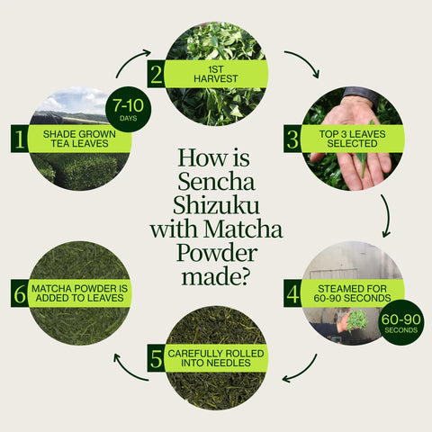 Sencha Shizuku con Polvere di matcha