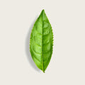 A single fresh green tea leaf with serrated edges, shown vertically against a light beige background with a soft drop shadow.