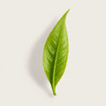 A single fresh green tea leaf with detailed veins, centered on a warm off-white background with a soft shadow.