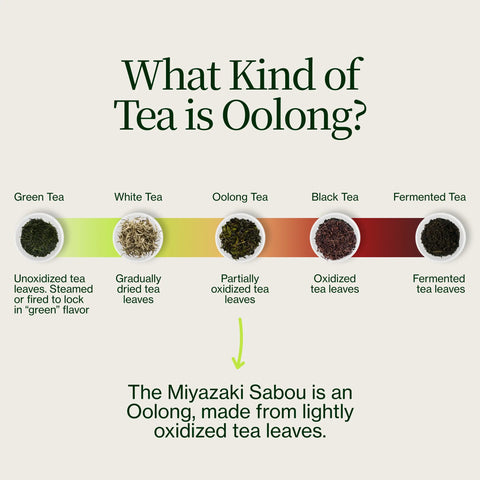 Tè Oolong di alta montagna Miyazaki